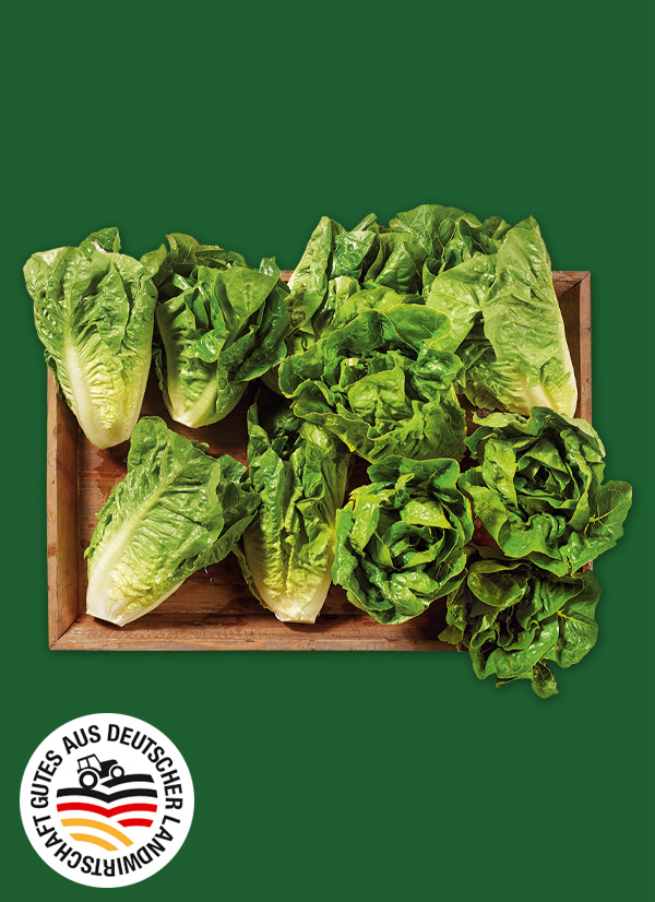 Produktbild »Magdeburger Börde Mini-Romana-Salat«