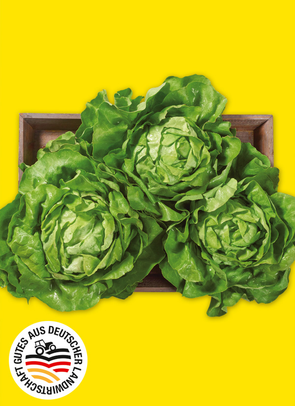 Produktbild »Filderstädter Kopfsalat«