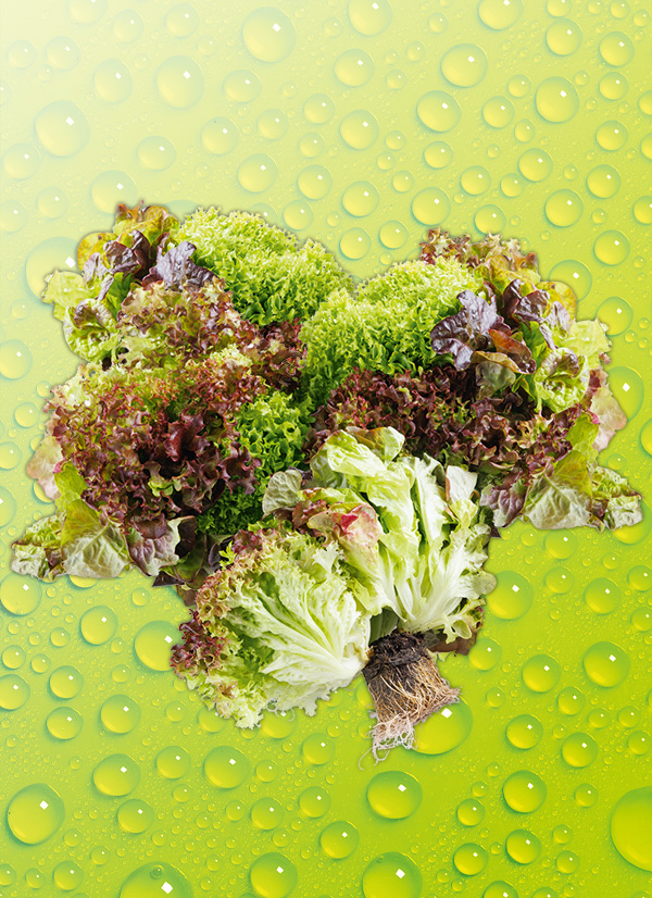 Produktbild »Salat-trio mit Wurzelballen«