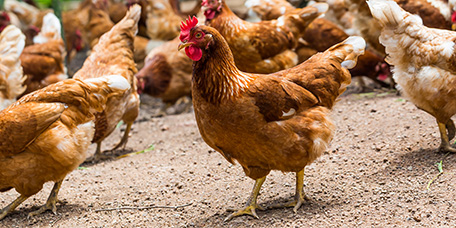 Europäische Masthuhn-Initiative Europäische Masthuhn-Initiative