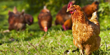 Eier-Sortiment Sortimentsthema »Eier-Sortiment«