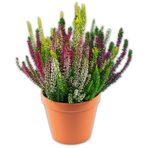 Produktbild »Calluna Trio«